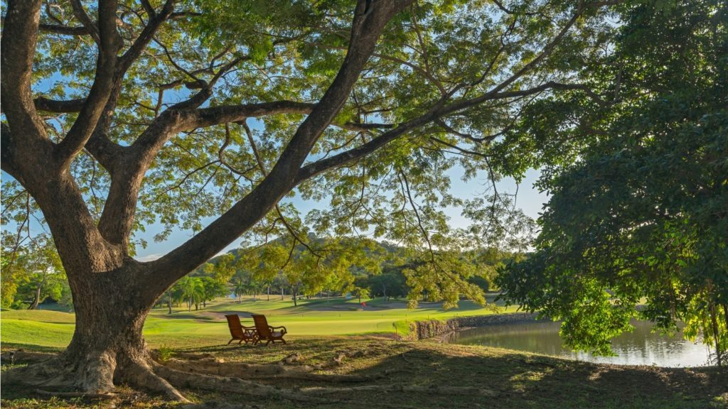 Two lawn chairs under a tree near the water.