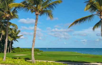 A palm tree next to the ocean on a sunny day.