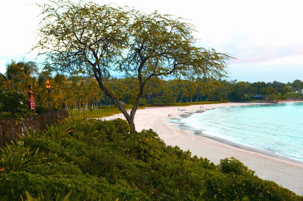 A tree on the beach near water