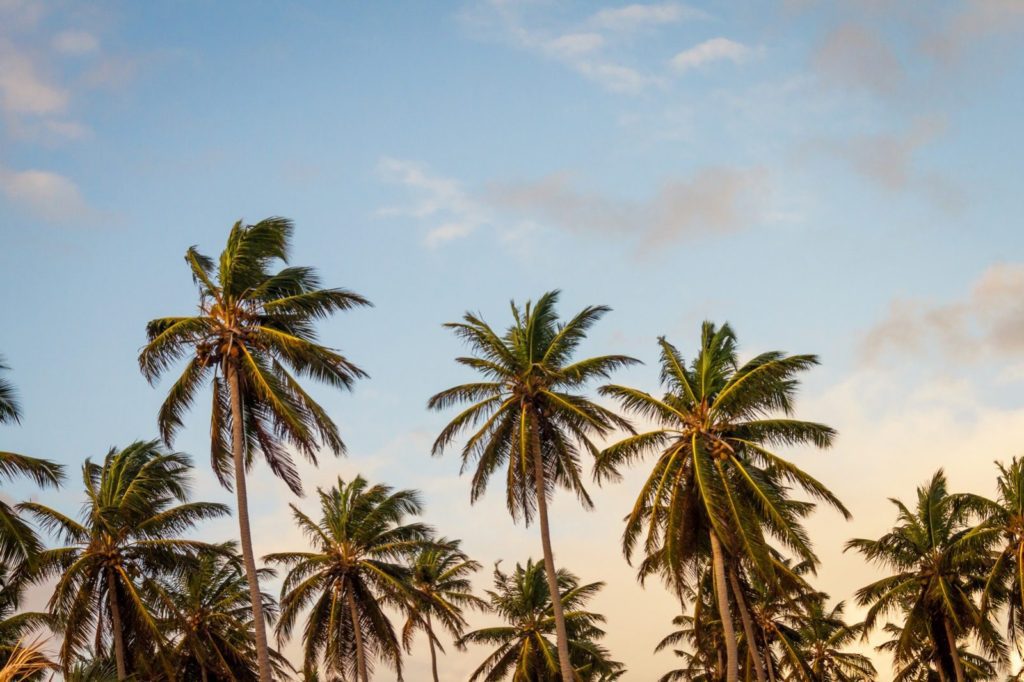 A group of palm trees that are in the sky.